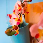Viscovery Boutique روكافاك