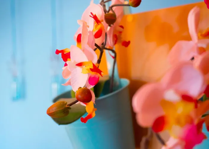 Viscovery Boutique 卢卡瓦克